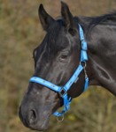 ��������� Litle Horses, pony