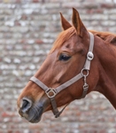 ��������� Perlon, ��� ��������, pony