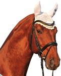 ���� HKM, pony